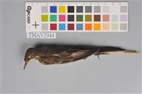 藏品(黃鶺鴒)的圖片